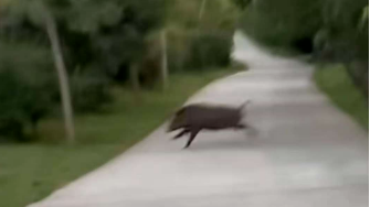 北京一公园出现野猪