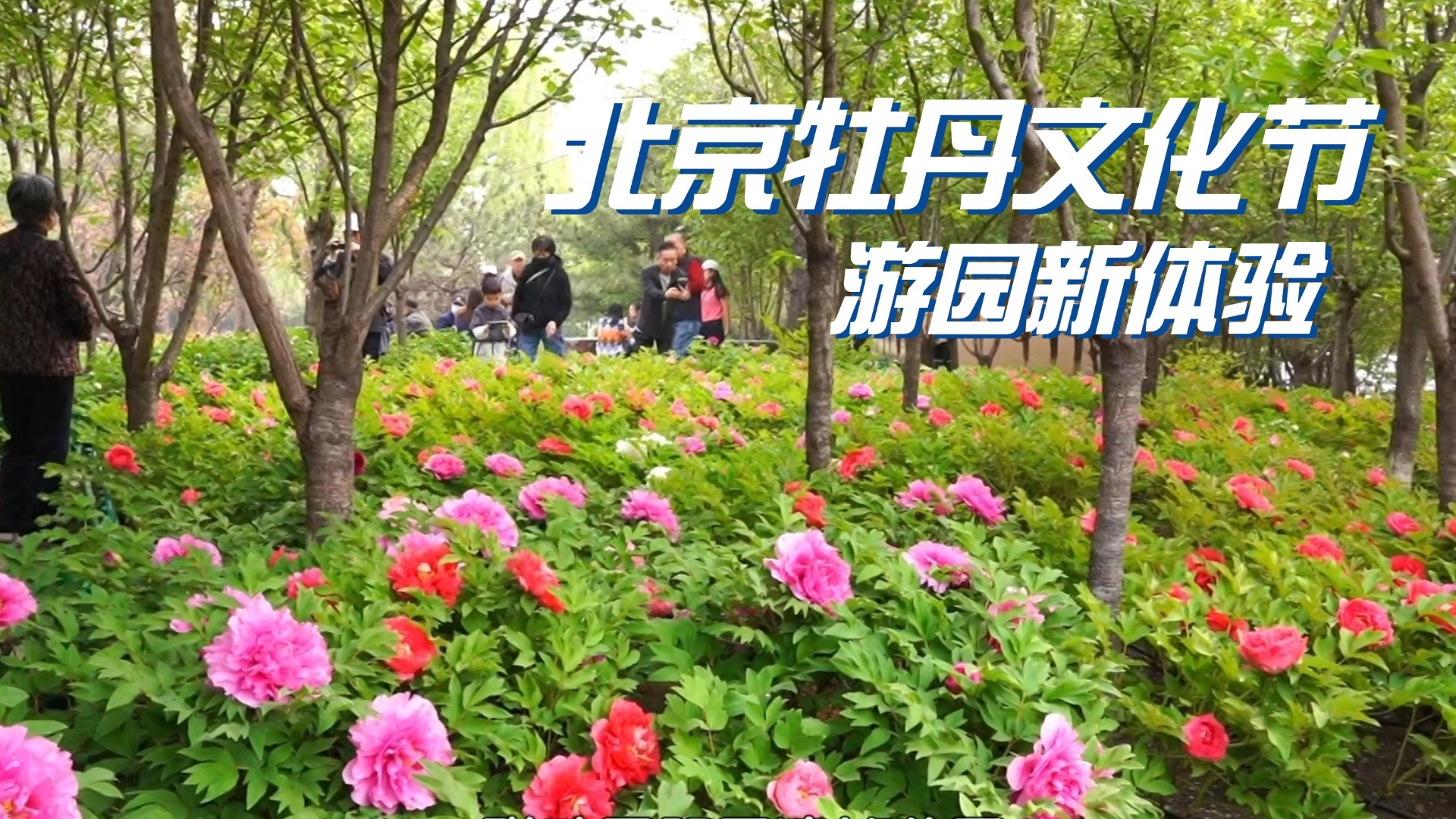 七大良种首度齐聚 北京牡丹文化节游园新体验 七大良种首度齐聚 北京牡丹文化节游园新体验