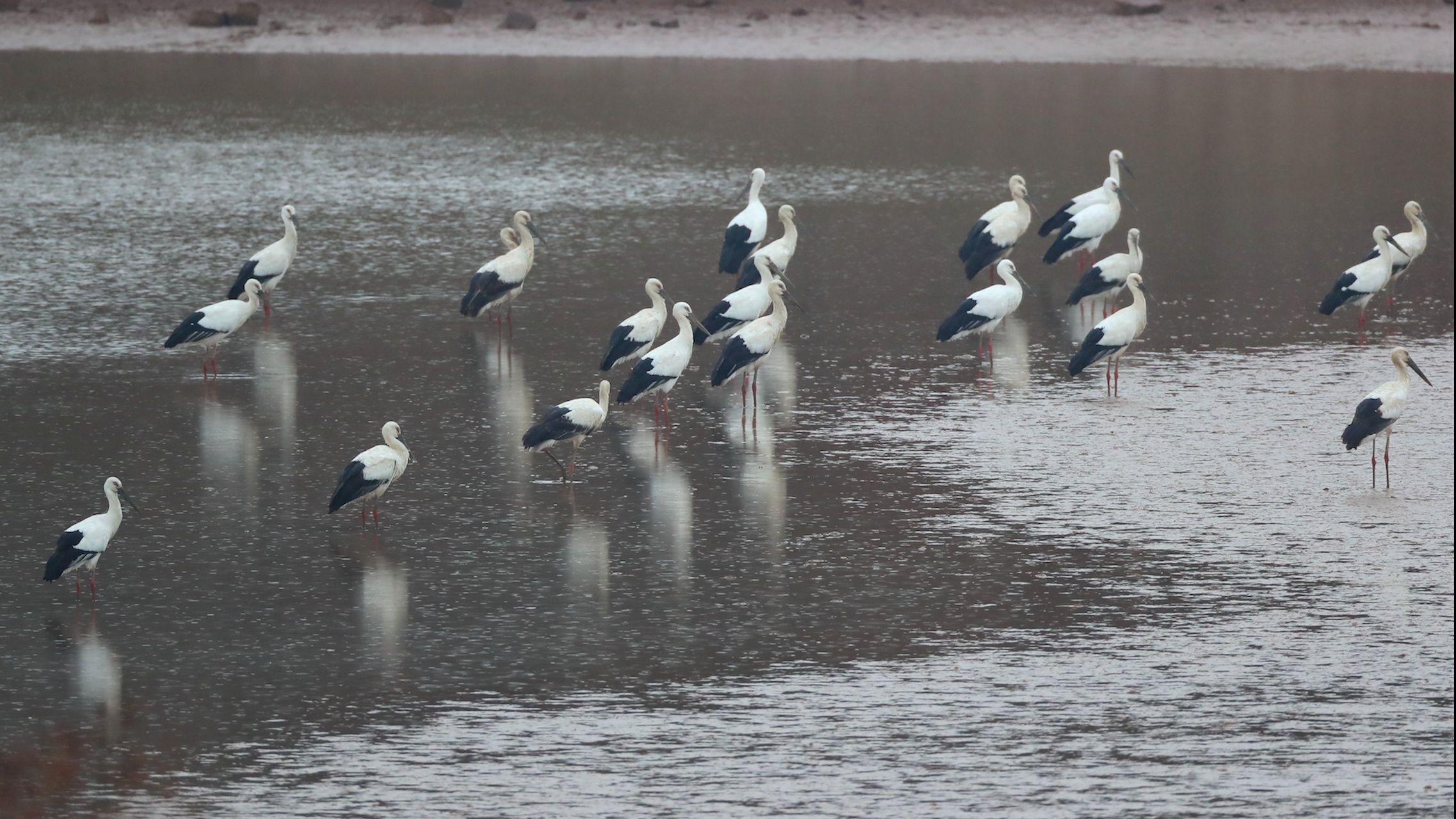 超罕见!51只东方白鹳亮相北京 超罕见!51只东方白鹳亮相北京