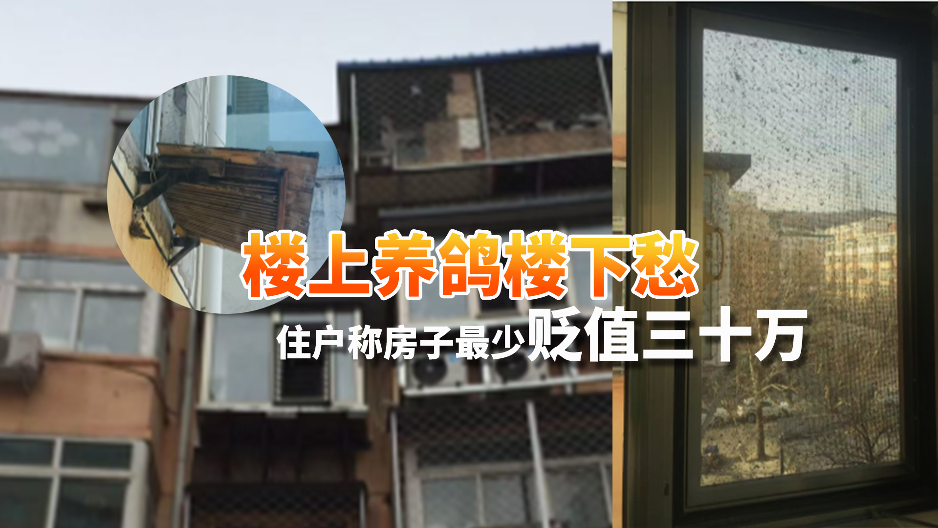 楼上养鸽楼下愁 住户称房子最少贬值三十万