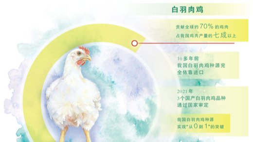 从完全依靠进口到迭代突破，白羽肉鸡育种攻关记