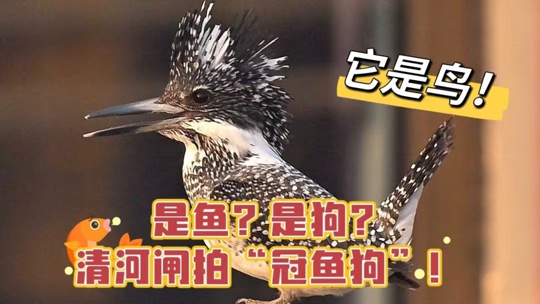 是鱼？是狗？清河闸拍“冠鱼狗”！它是鸟！