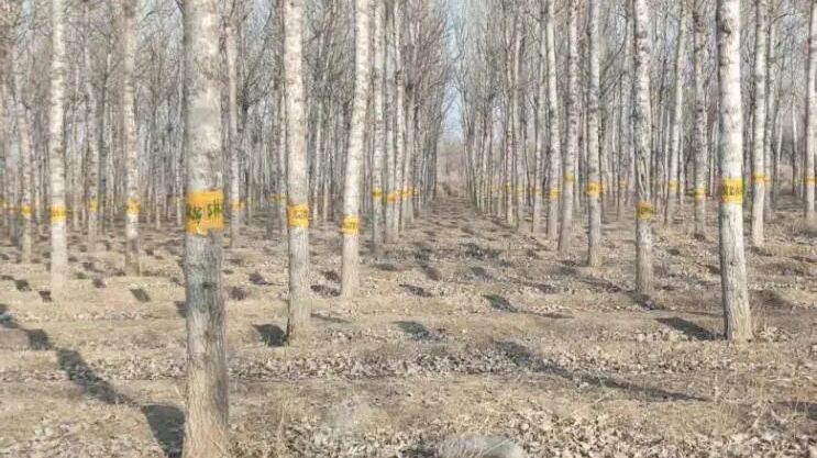 一根胶带拦虫害……房山护绿进行时 一根胶带拦虫害……房山护绿进行时