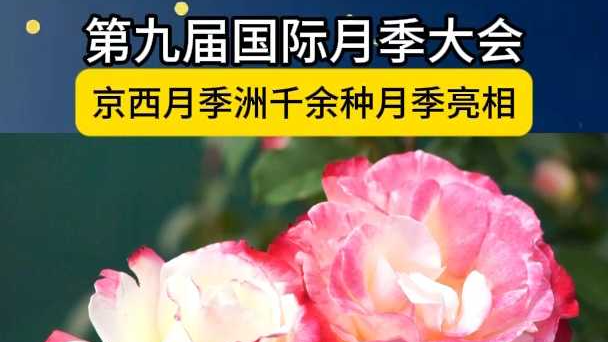 千余种月季绽放京西！第九届国际月季大会开启“花海盛宴