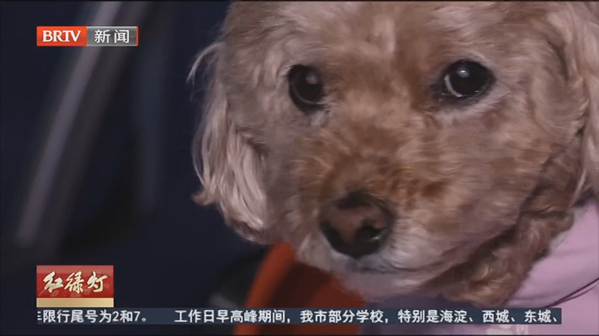 铁路新增宠物单独托运全新模式