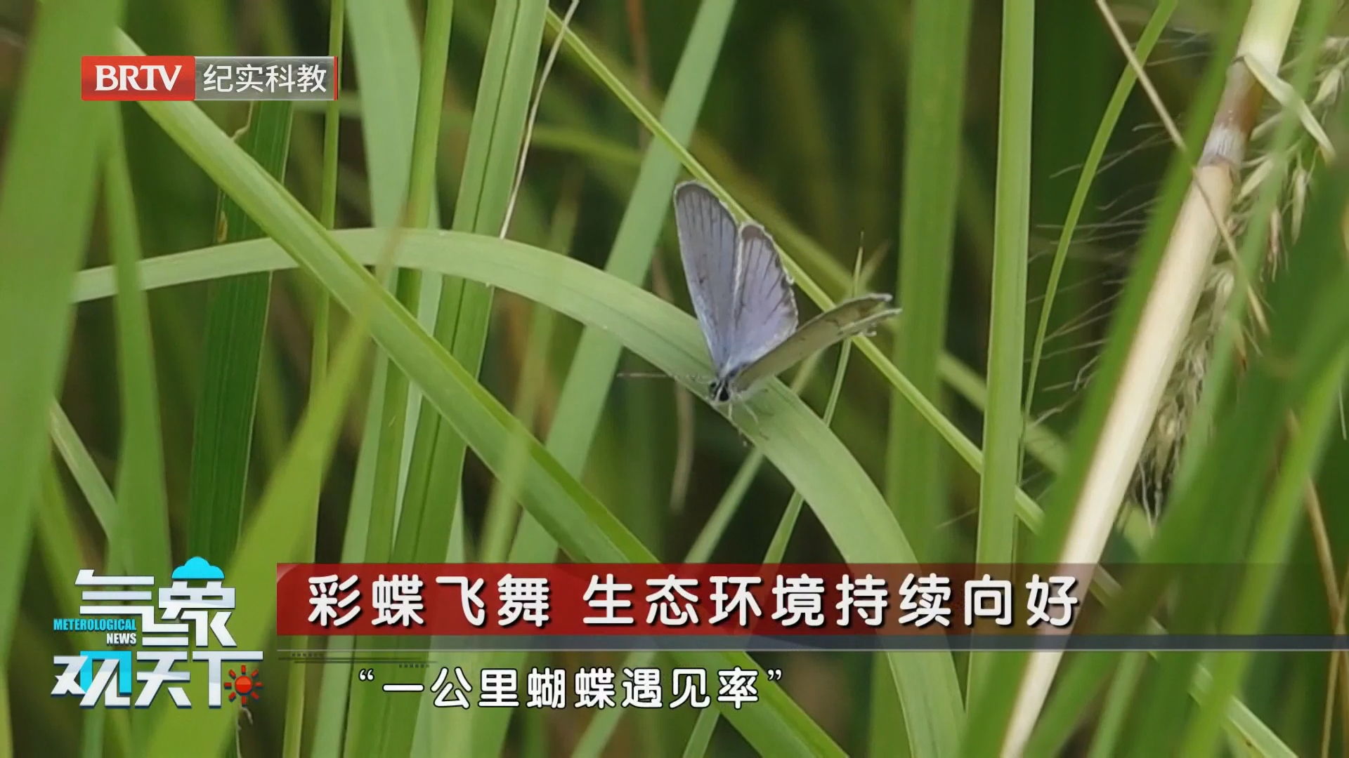 彩蝶飞舞 生态环境持续向好