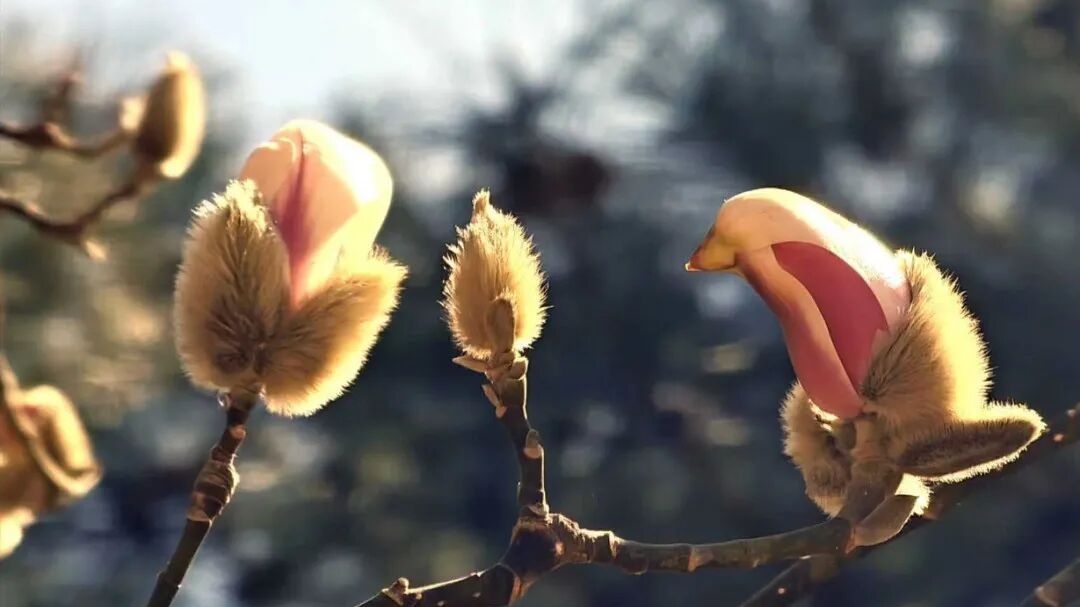 暗香浮动、“小鸟破壳”，京城一大波花事将来袭，锁定这5个公园——