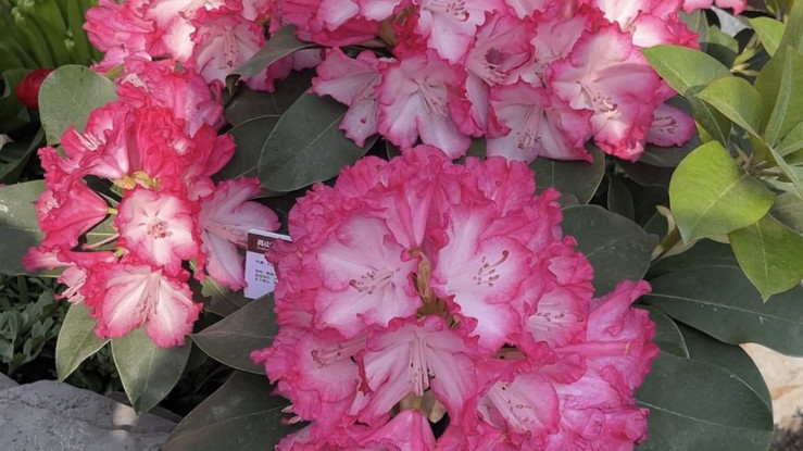 岭南花开进北京 广州花街添春色