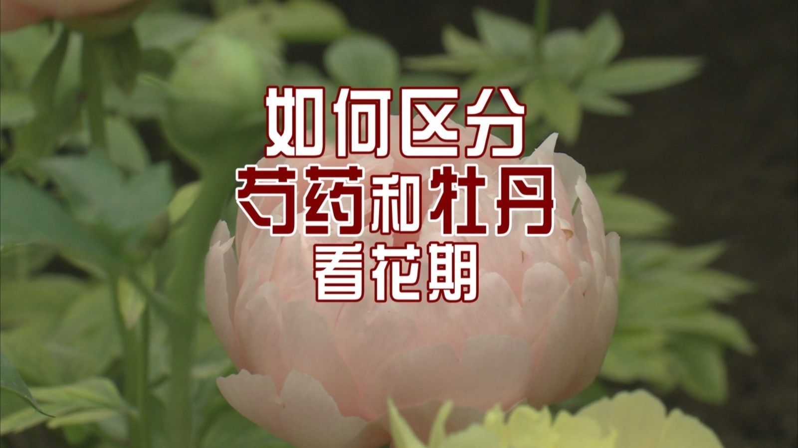 如何区分芍药和牡丹?看花期 如何区分芍药和牡丹?看花期