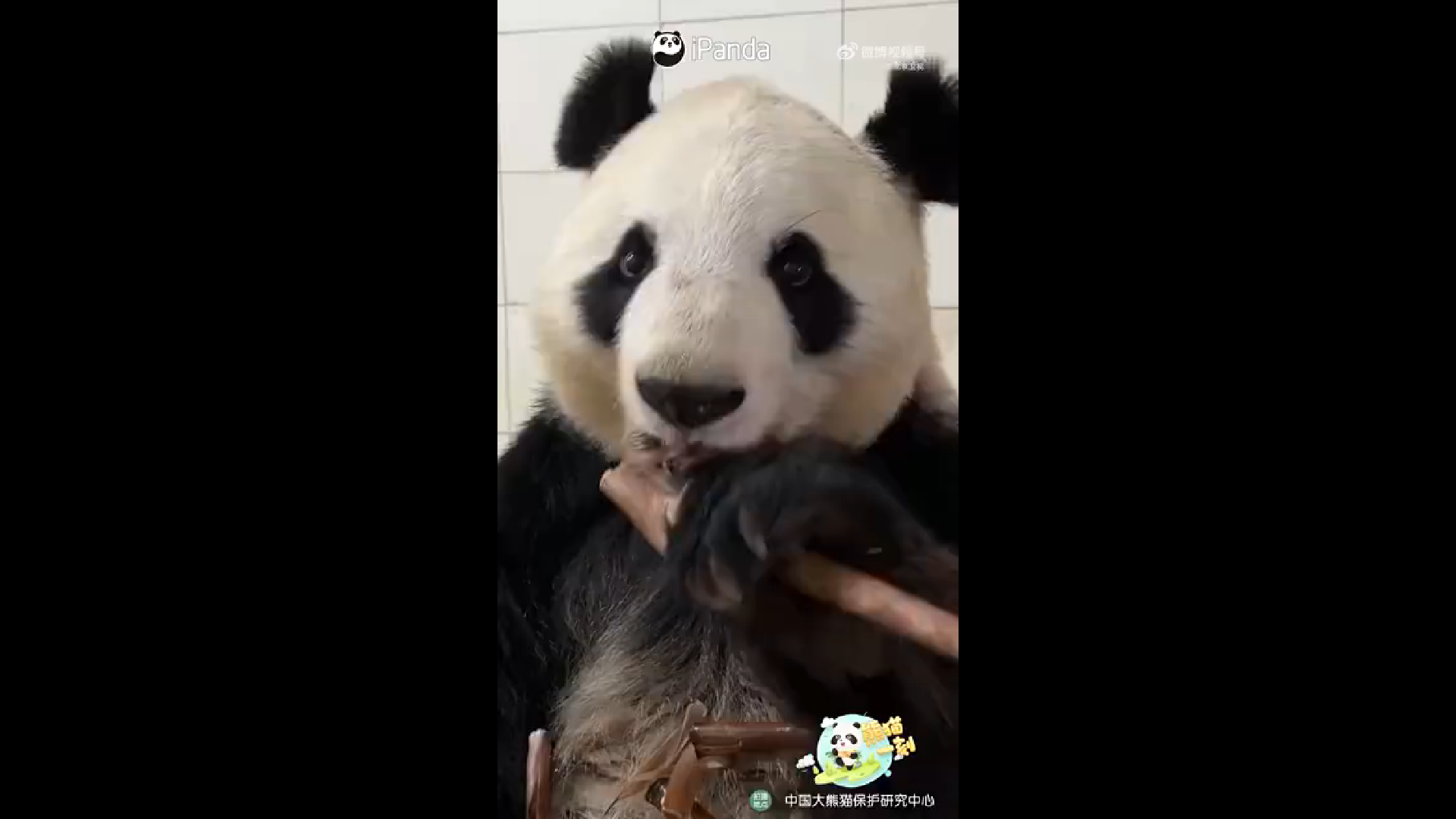 纯享!一只大熊猫吃笋把人看饿了 纯享!一只大熊猫吃笋把人看饿了