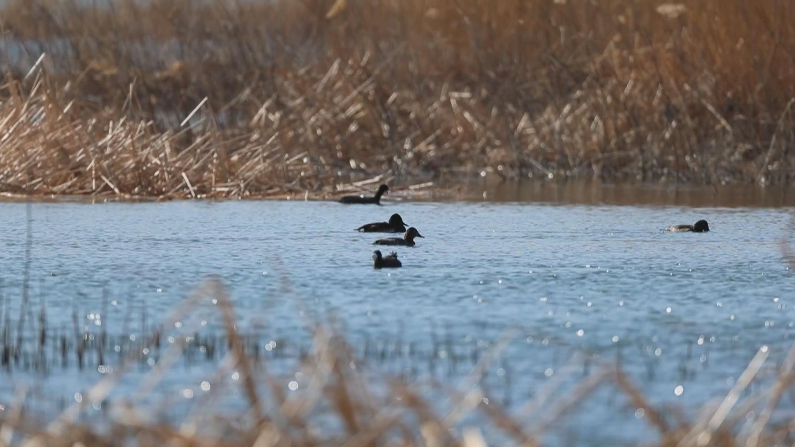33只青头潜鸭现身北京官厅水库！极度濒危 全球一度仅剩500只