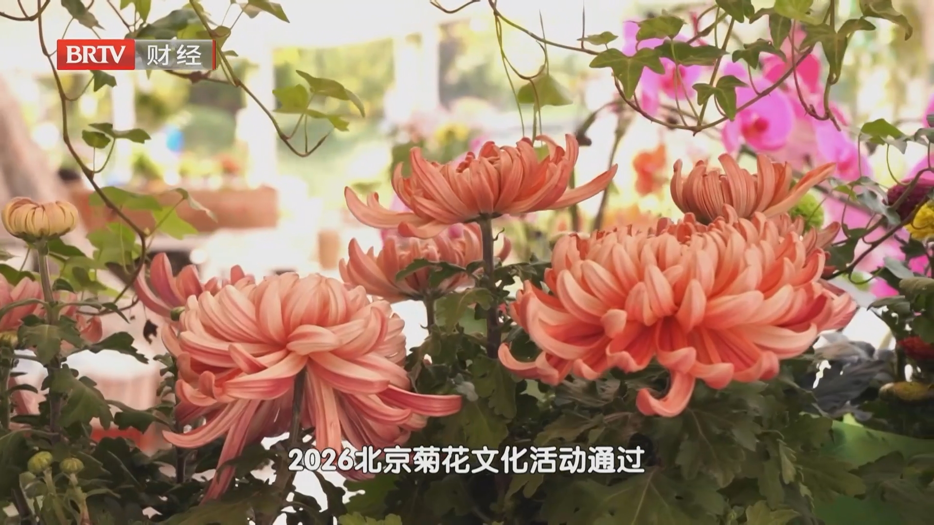 菊韵桂香燃动金秋 沉浸式花展解锁文旅消费新场景