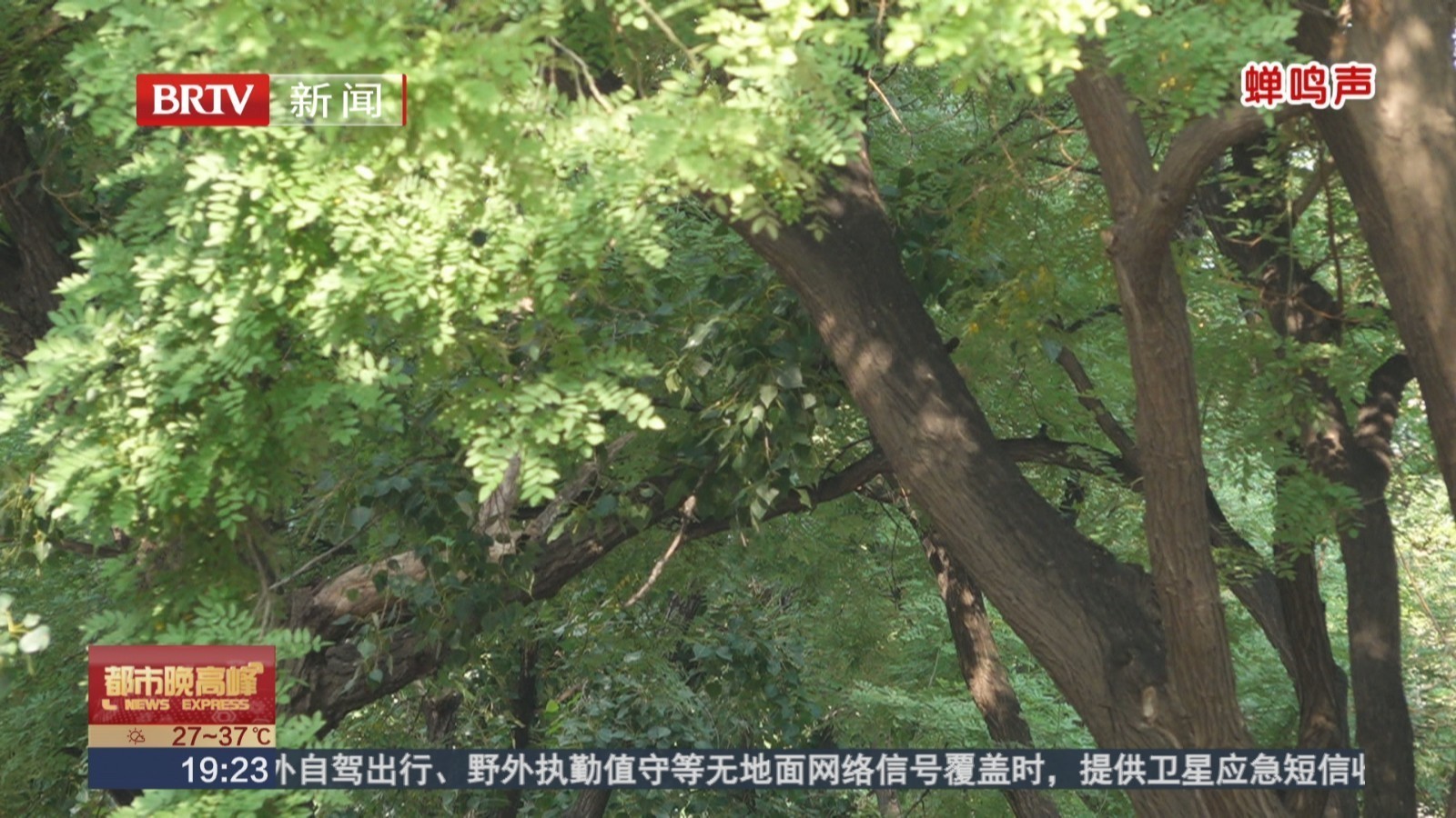 蝉鸣声也会导致听力受损? 蝉鸣声也会导致听力受损?