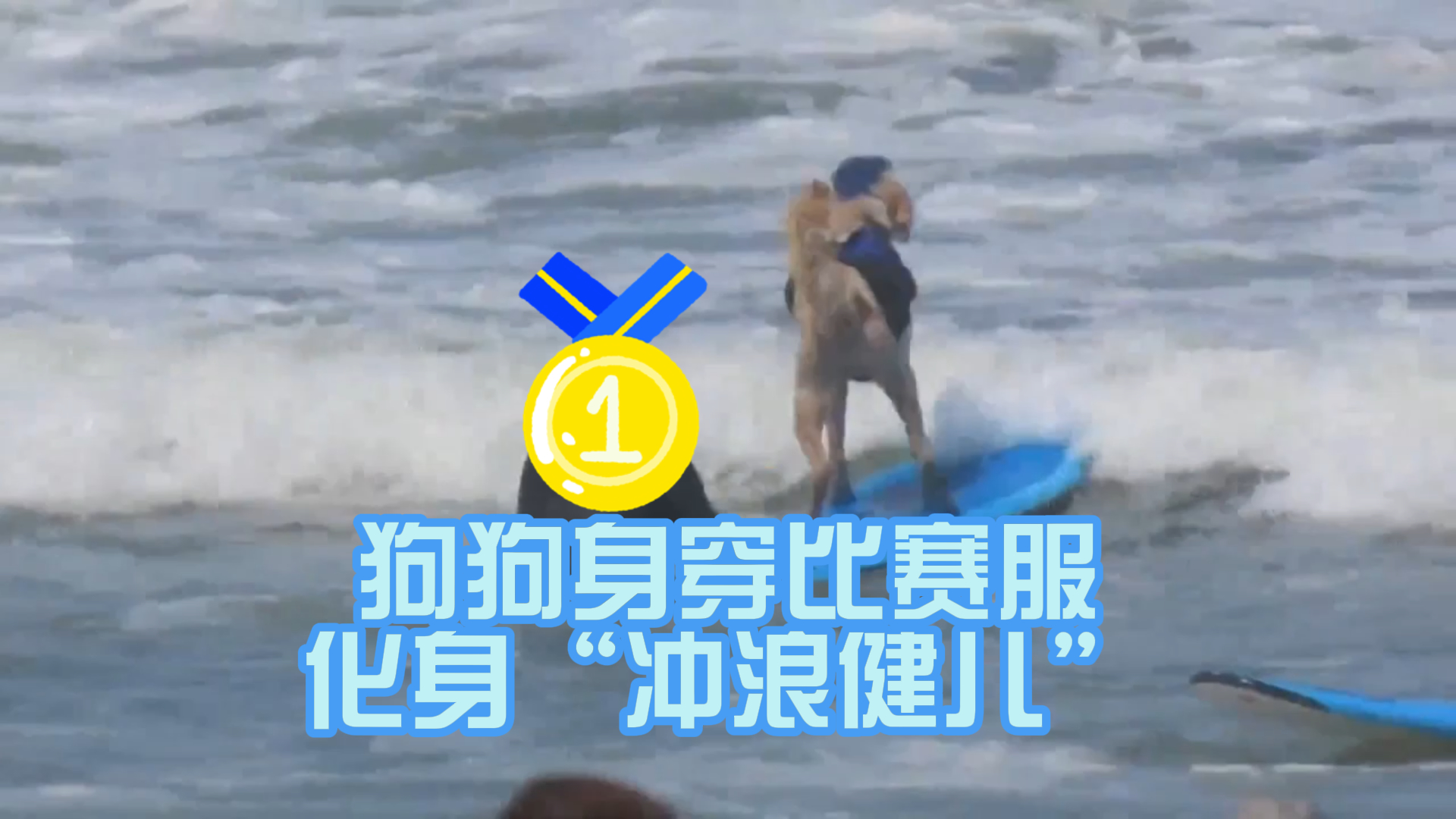 乘风破浪的狗狗 冲浪大赛酷炫来袭 乘风破浪的狗狗 冲浪大赛酷炫来袭