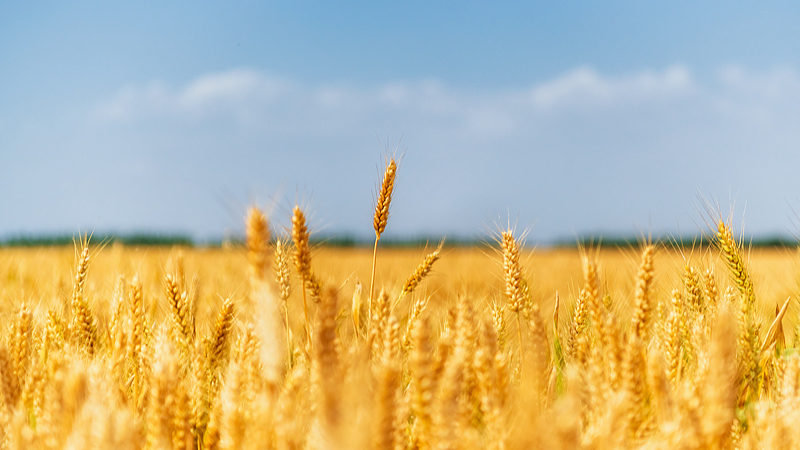 向新向智!2025年我国农业现代化水平持续提升 向新向智!2025年我国农业现代化水平持续提升