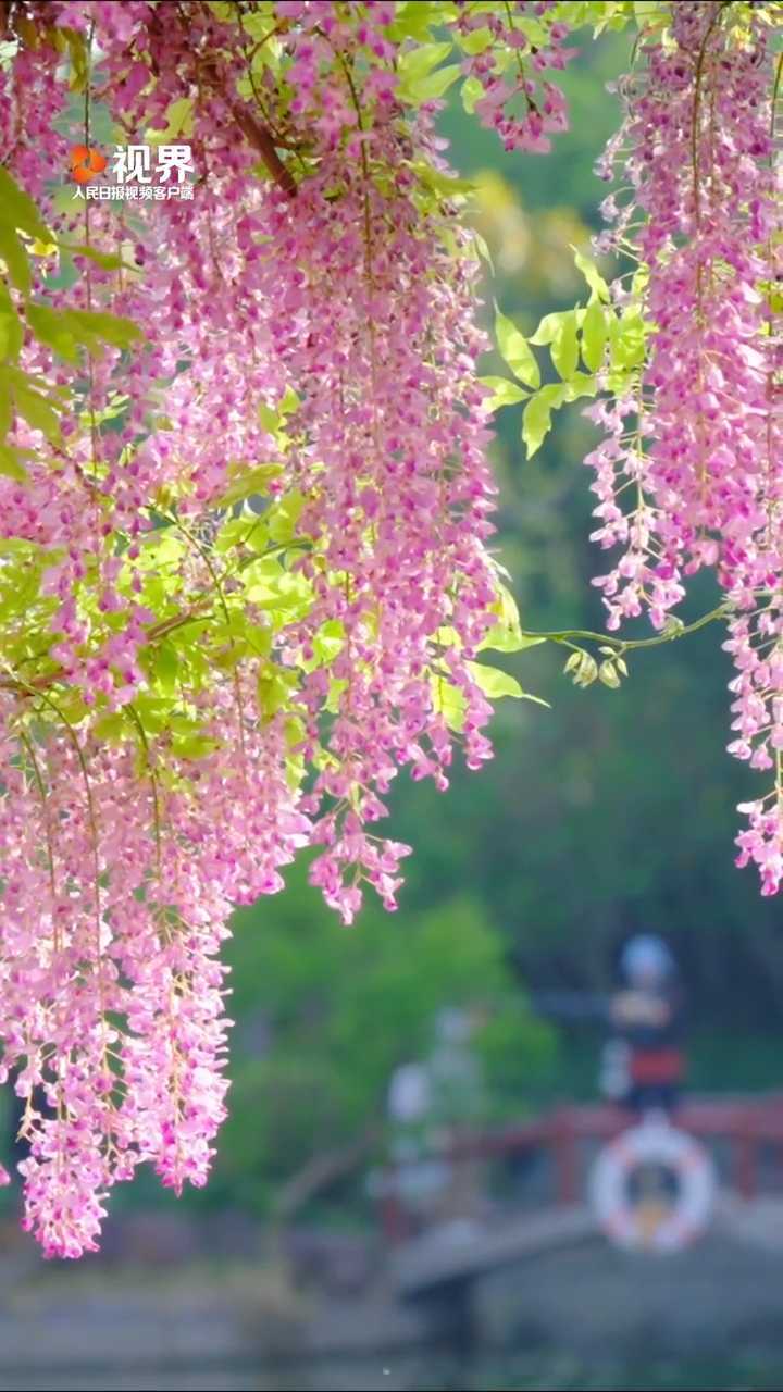 分享美好！有种温柔是春日紫藤花开