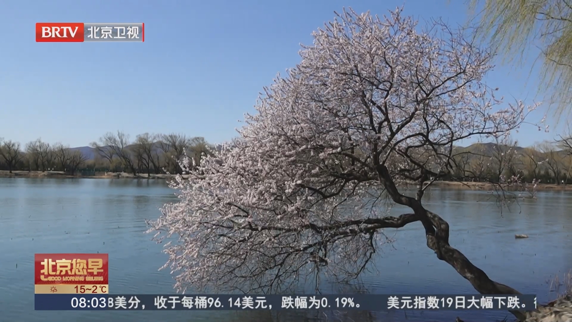 山桃白塔 西堤桃花才是京城的顶流与地标