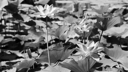 玉渊潭公园 荷花初绽美景如画 玉渊潭公园 荷花初绽美景如画