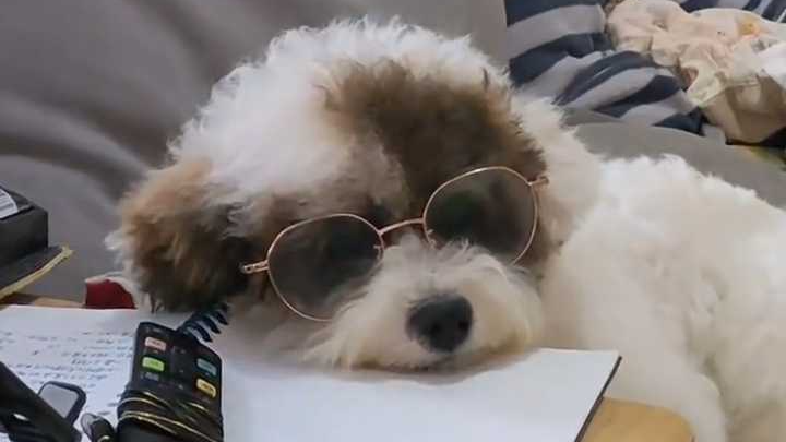 8个月的小狗高度近视，主人花800元给它配了副眼镜