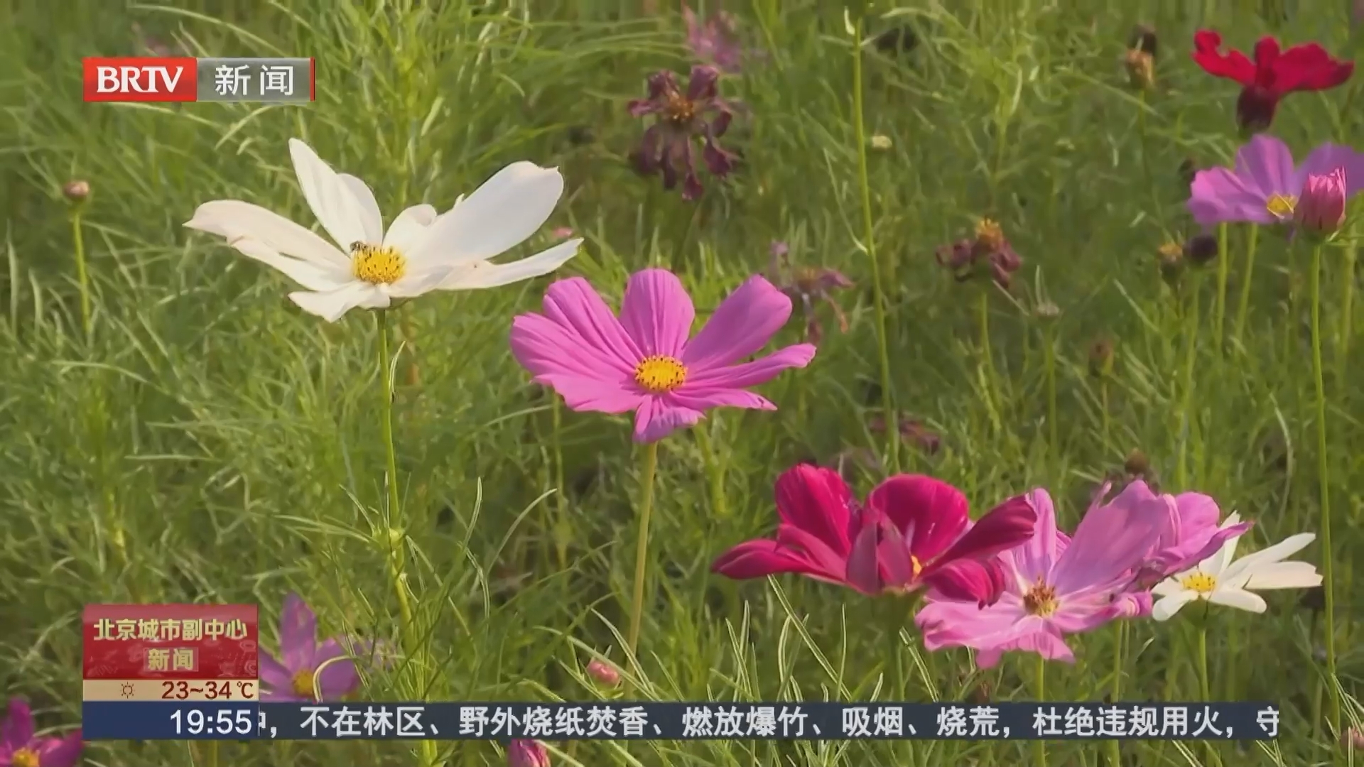 昔日空地蝶变美丽花海 通运街道打造宜居休闲新空间