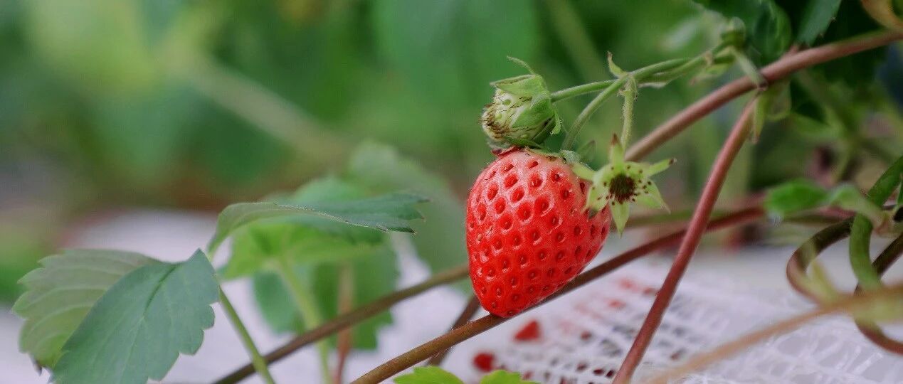 京沪浙三地四队“手搓”植物工厂：用国产技术种出实惠的国产草莓