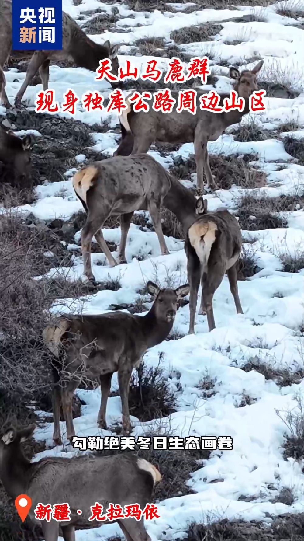 珍贵画面 天山马鹿群现身独库公路周边山区 珍贵画面 天山马鹿群现身独库公路周边山区