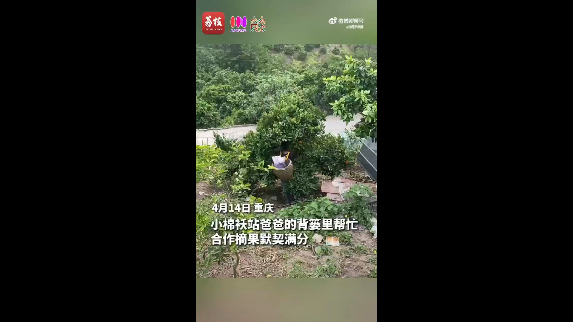 爸爸摘果小棉袄站背篓里帮忙运果