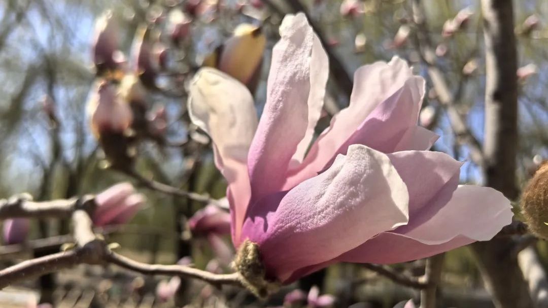 嘿！房山刺猬河畔的玉兰花开啦
