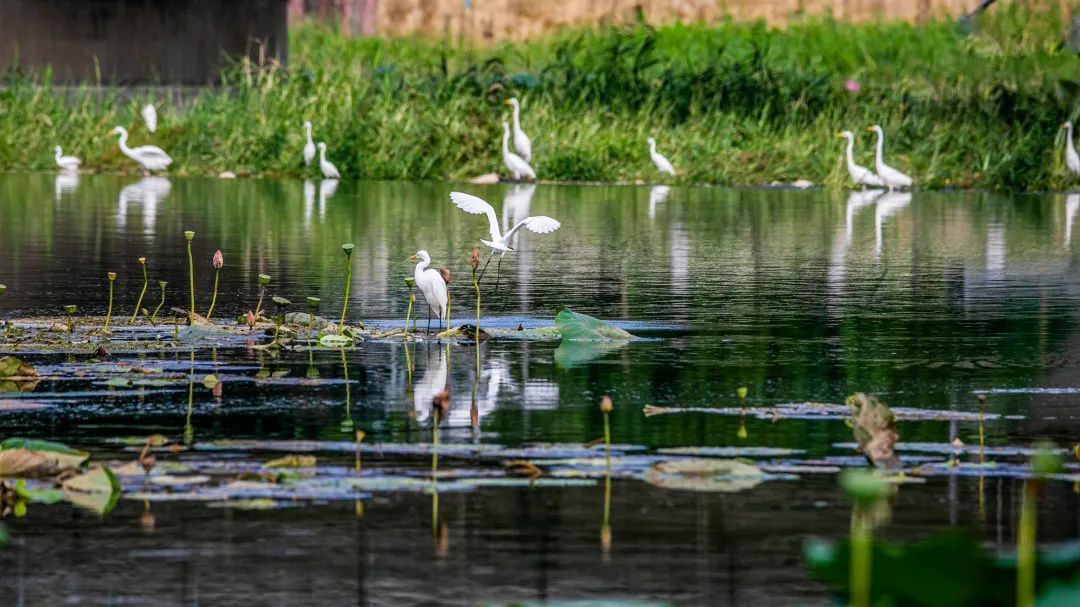 怀河白鹭影,雨后安宁声 怀河白鹭影,雨后安宁声
