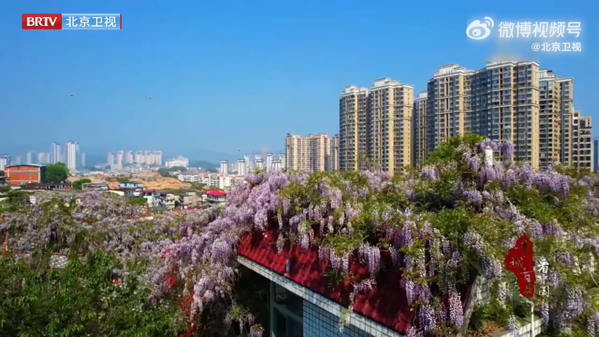 春日紫藤花盛放美成梦幻长廊