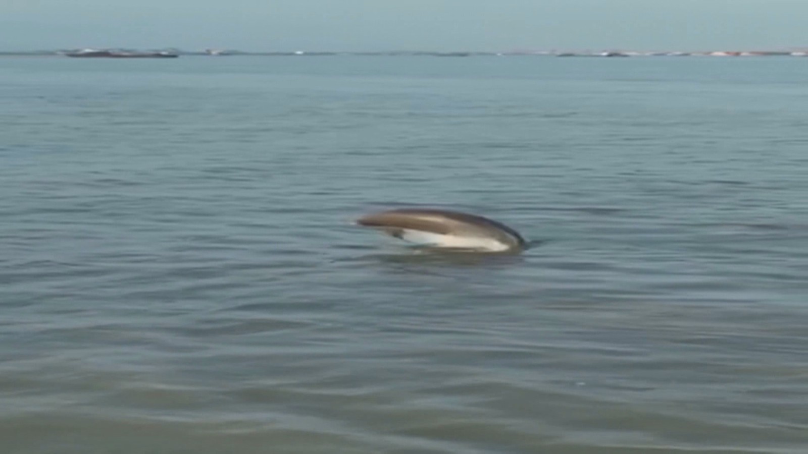 “水中大熊猫”11头江豚集体跃出水面! “水中大熊猫”11头江豚集体跃出水面!