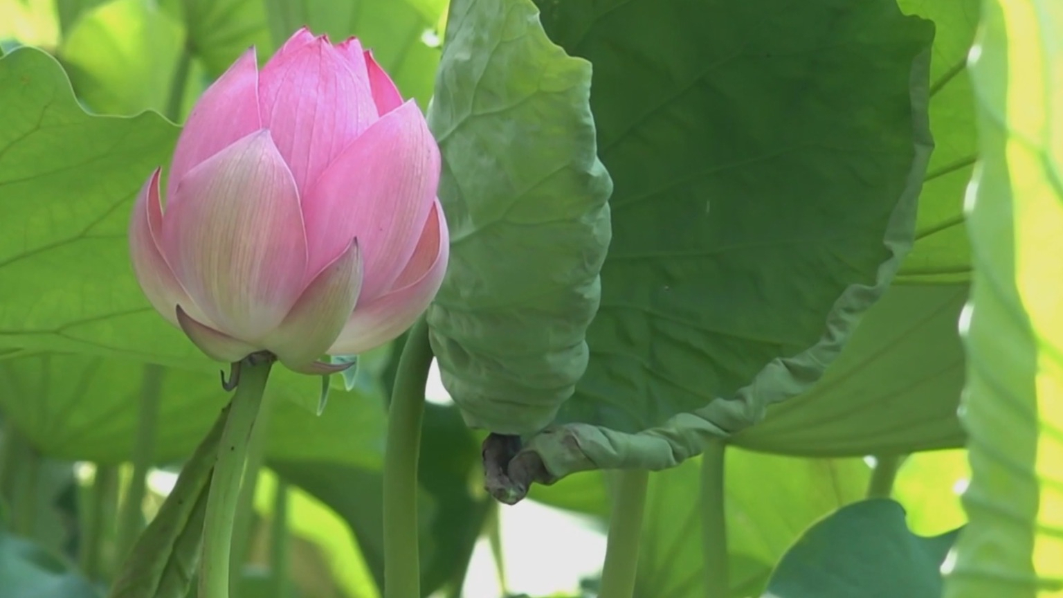 北京今年6月高温天数已超常年同期