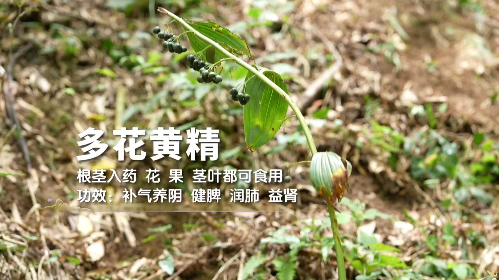 从仙药到临床好物！深山采药现场，专家拆解黄精的古今价值